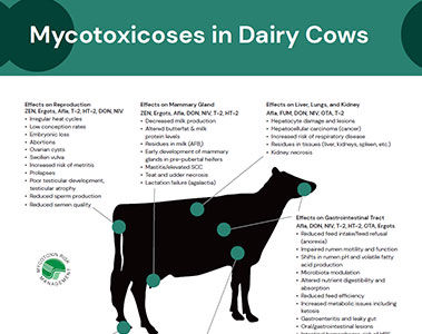 Mycotoxins in Dairy Cows