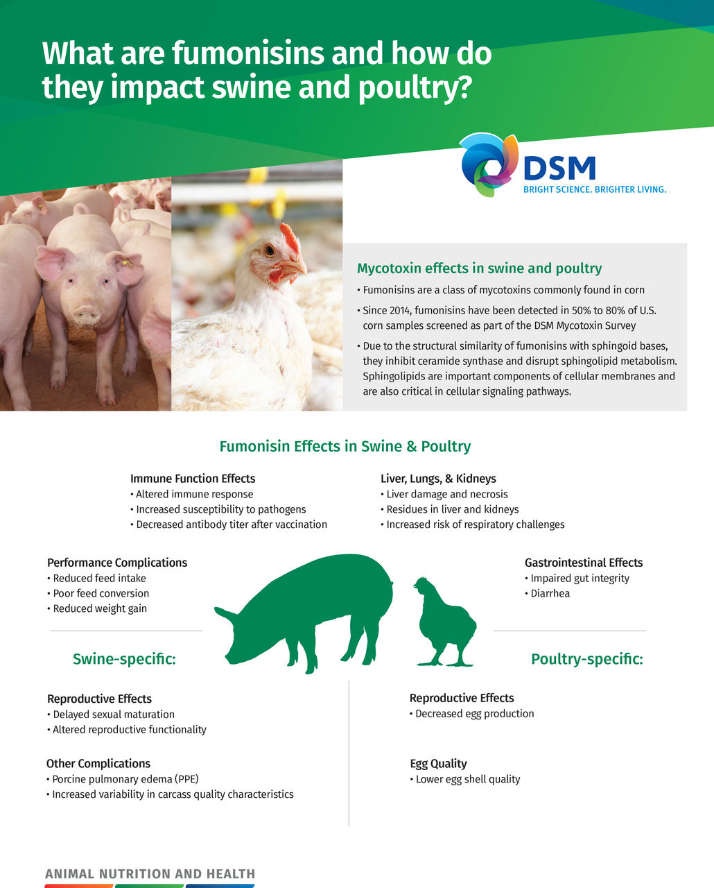 What are fumonisins and how do they impact swine and poultry?