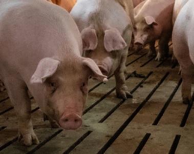 dsm-firmenich's New-generation Phytase Now Available to the Swine Industry