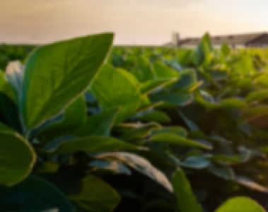 dsm-firmenich ProAct 360™  Now Available for U.S. Poultry Producers