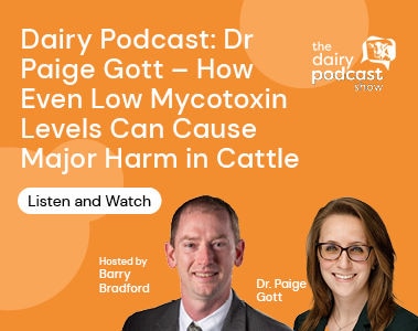 Dairy Podcast: Dr Paige Gott – How Even Low Mycotoxin Levels Can Cause Major Harm in Cattle