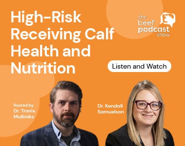 The Beef Podcast: Dr. Kendall Samuelson - High-risk receiving calf health and nutrition