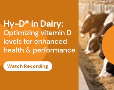 Webinar: Hy-D® in Dairy: Optimizing vitamin D levels for enhanced health & performance