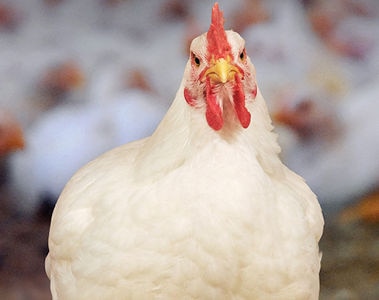 Webinar: Early coccidiosis detection and intervention to help protect your flock 