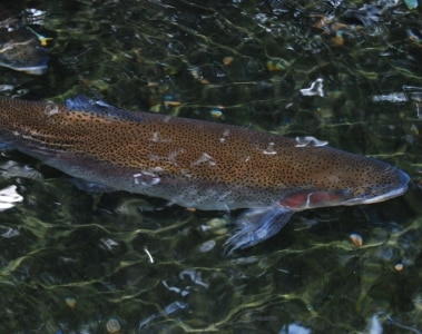 ROVIMIX® STAY-C®35