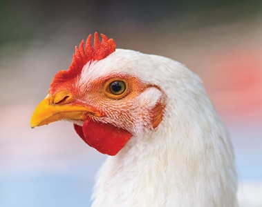 2026 International Production & Processing Expo | dsm-firmenich Animal Nutrition & Health