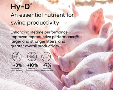 Hy-D®: An essential nutrient for swine productivity