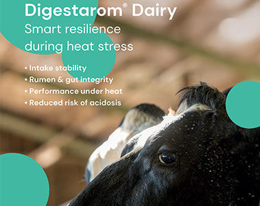 Heat stress in dairy cows: how to protect performance and profitability