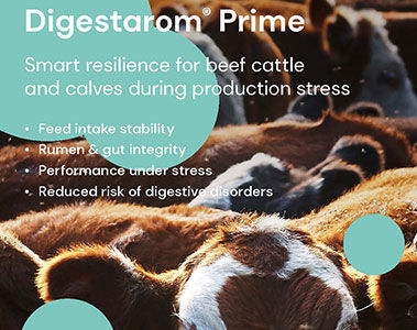 How production stress impacts beef performance and profitability