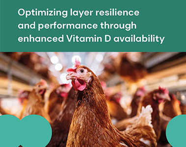 Optimize layer resilience with better vitamin D availability