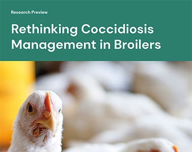 Research Preview: Rethinking Coccidiosis Management in Broilers