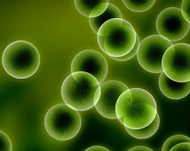 DHAgold™ dried micro-algae natural and sustainable source of DHA