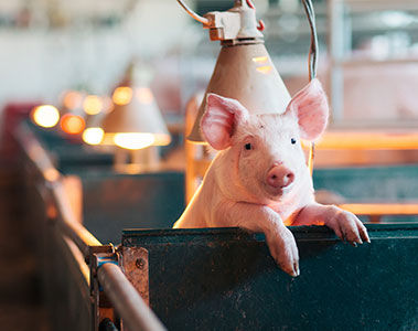 Do our pigs get enough vitamin D3?
