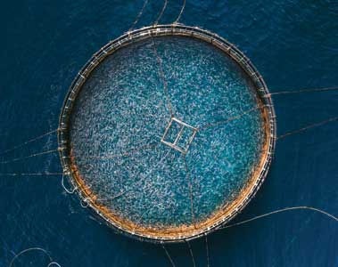 Essential oils cut sea lice (Lepeophtheirus salmonis) by 68% in aquaculture