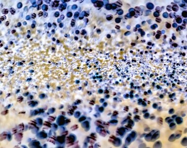 What is "Gut Health" in animal nutrition?