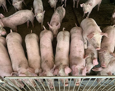 How do you improve feed intake in weaned piglets?