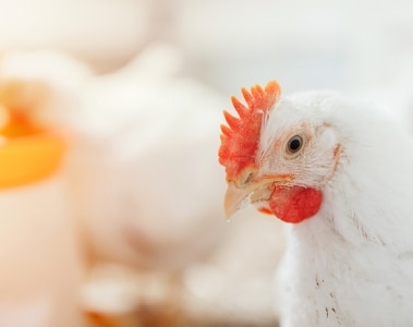 Improving antibiotic-free poultry meat production