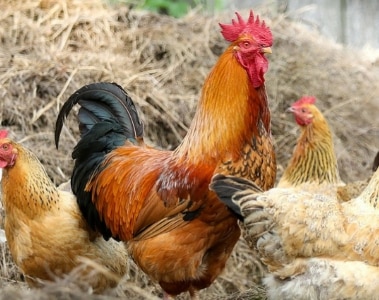 How to increase the number of saleable eggs