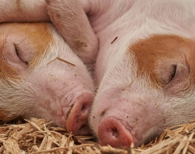 Increasing vitamin D intake for enhanced sow performance