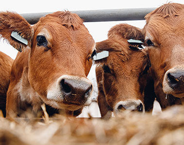 Managing heat stress and SARA in dairy cows with phytogenics