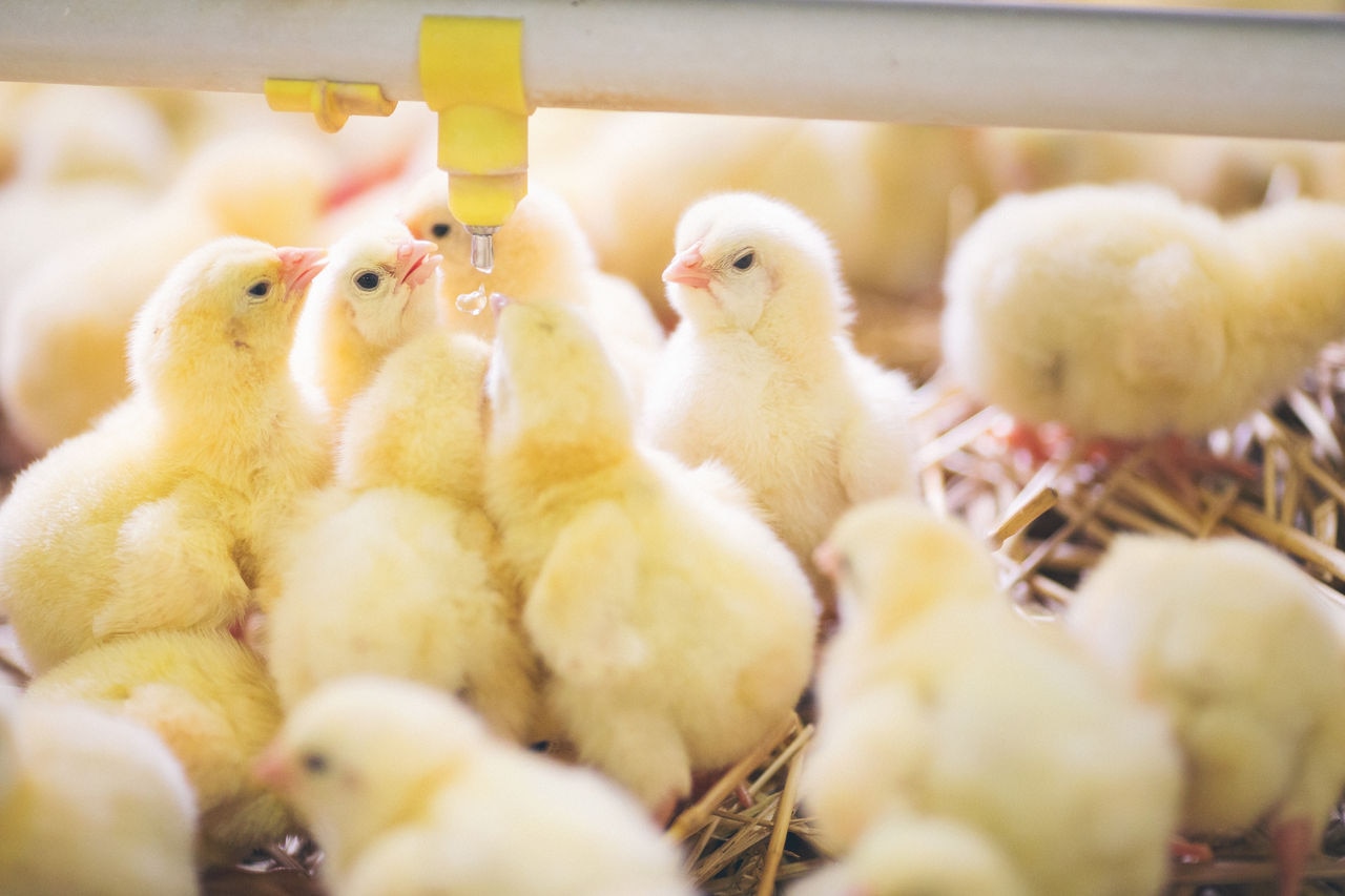 More and Better Chicks: A Precision Approach to Breeder Nutrition