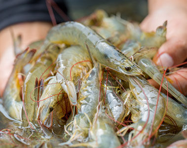 Mycotoxins: a growing aquaculture risk 