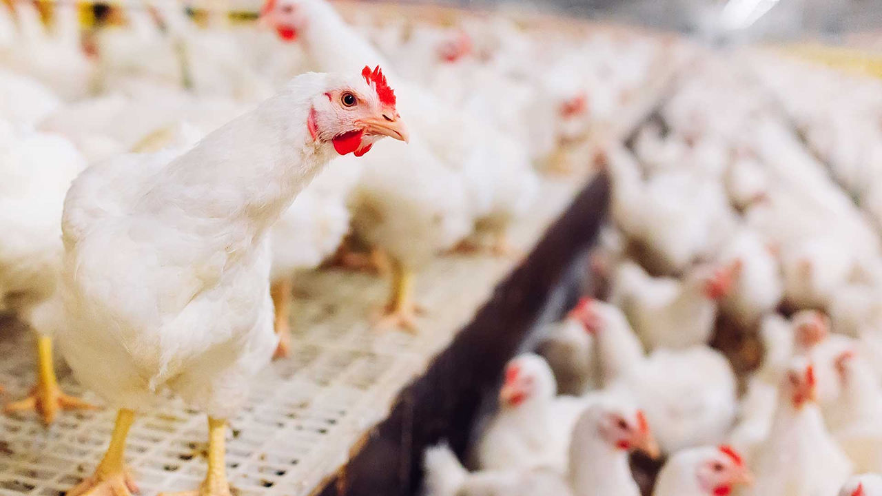 Necrotic enteritis in poultry: a billion-dollar problem