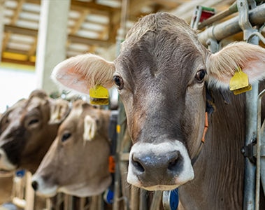 Optimizing ruminant health through OVN Optimum Vitamin Nutrition®