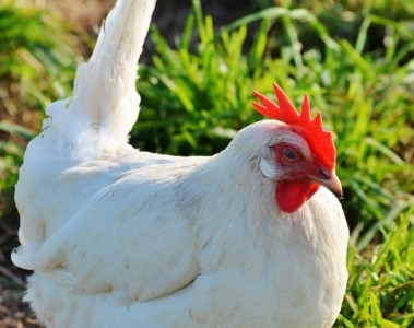 Peptidoglycans and Gastrointestinal Functionality in Broilers