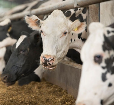 Prepartum Mycotoxins May Trigger Shortened Gestation Periods and Affect Cow & Calf Health and Survival
