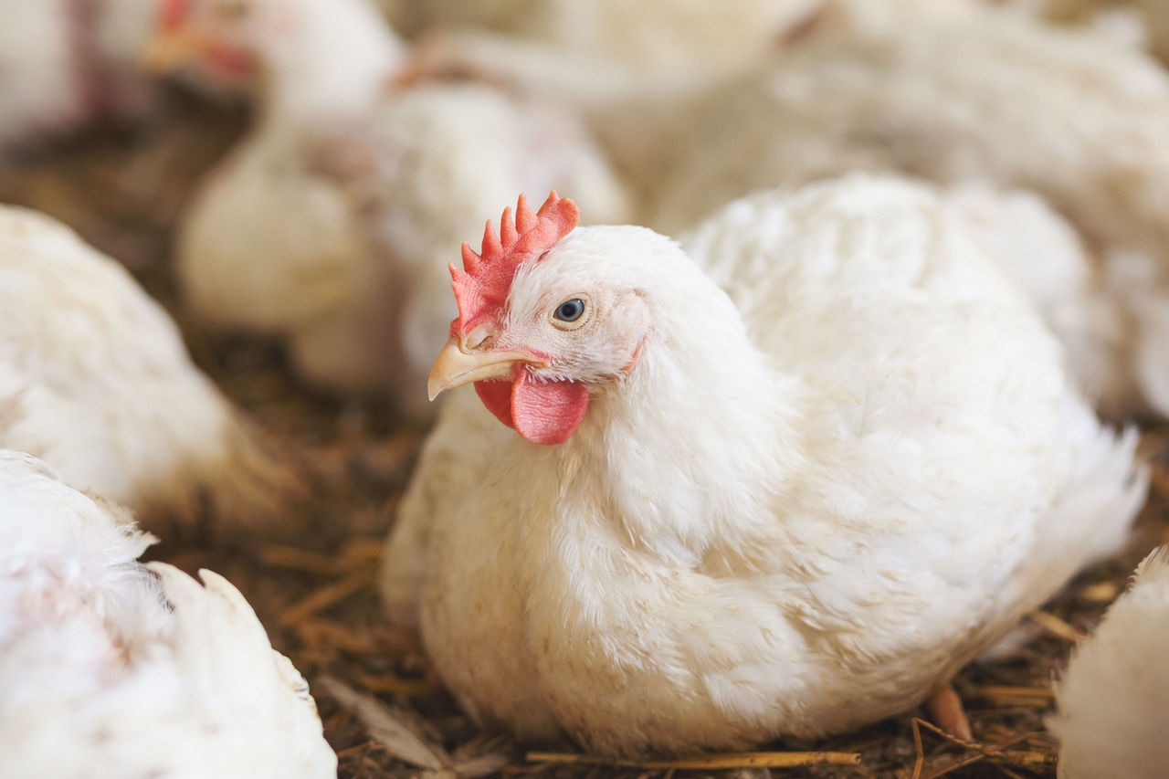 Profitably reduce calcium and phosphorus in broilers with Hy-D® and enzymes