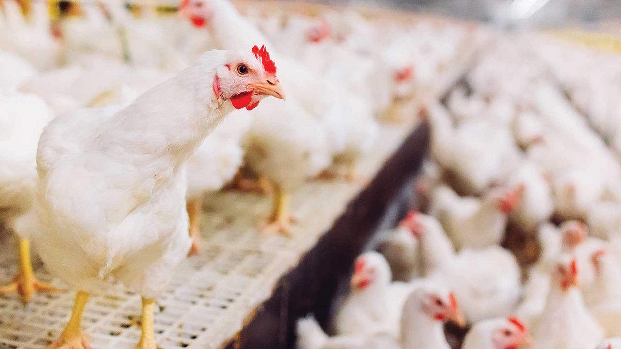 Smarter chickens, smaller footprint: data and nutrition drive climate-friendly poultry