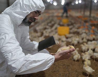 Real-Time Acid–Base Monitoring for Poultry Success