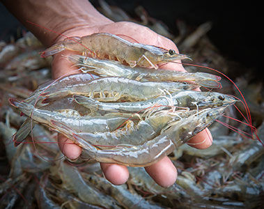 Enhancing Aquaculture Immunity with Microbial Fractions