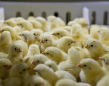 Why Your Poultry Coccidiosis Strategy May Be Outdated—and What to Do About It