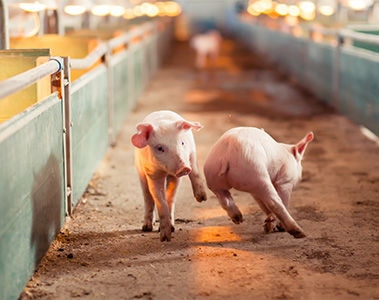 You’ve heard of prebiotics, but what are postbiotics?