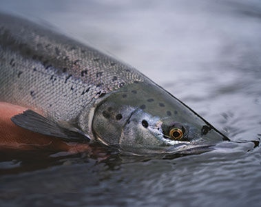 Essential oil additive reduces sea lice by 68% in Atlantic salmon, study finds