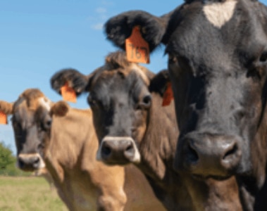 Methane Inhibitors - Bovaer®