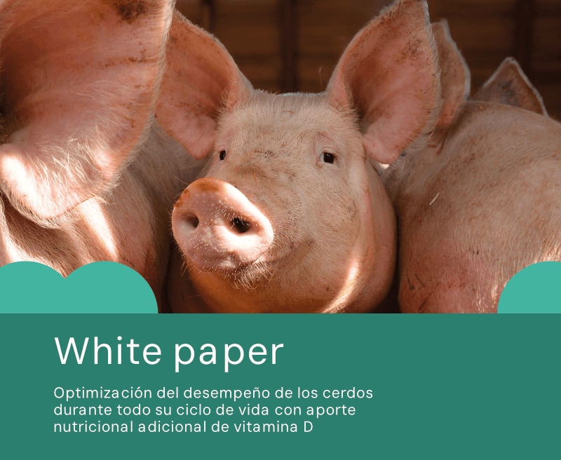 Optimizando el desempeño vitalicio de los cerdos con una nutrición mejorada de vitamina D