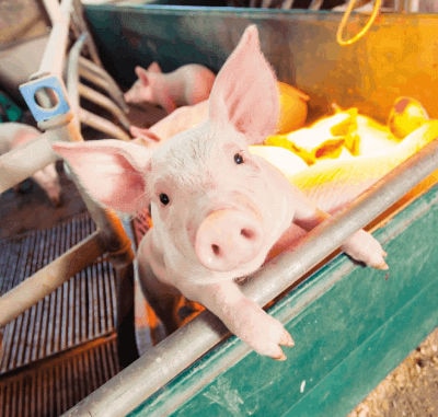 5 motivos para tener en cuenta la contaminación subclínica por micotoxinas en el alimento balanceado para cerdos y cómo mitigarla.