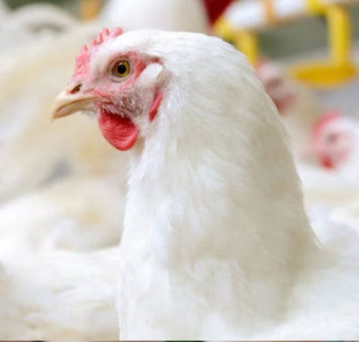 El futuro ha llegado a la avicultura moderna