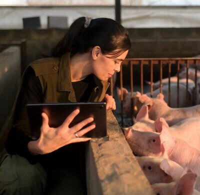 Hy-D® y la relación Calcio:Fósforo – impacto productivo y económico en cerdos