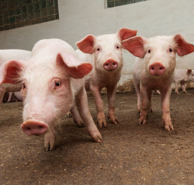 Las certificaciones ambientales: el pasaporte a los mercados prémium 