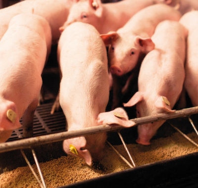 Por qué el control de las micotoxinas es esencial para la bioseguridad en porcicultura