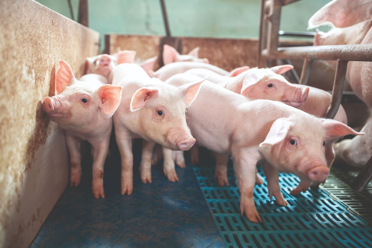 Protección de la barrera intestinal de lechones posdestete