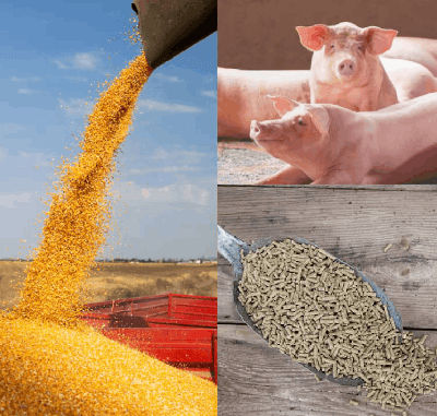 Webinar: ¿Qué esperar de los granos en 2026?