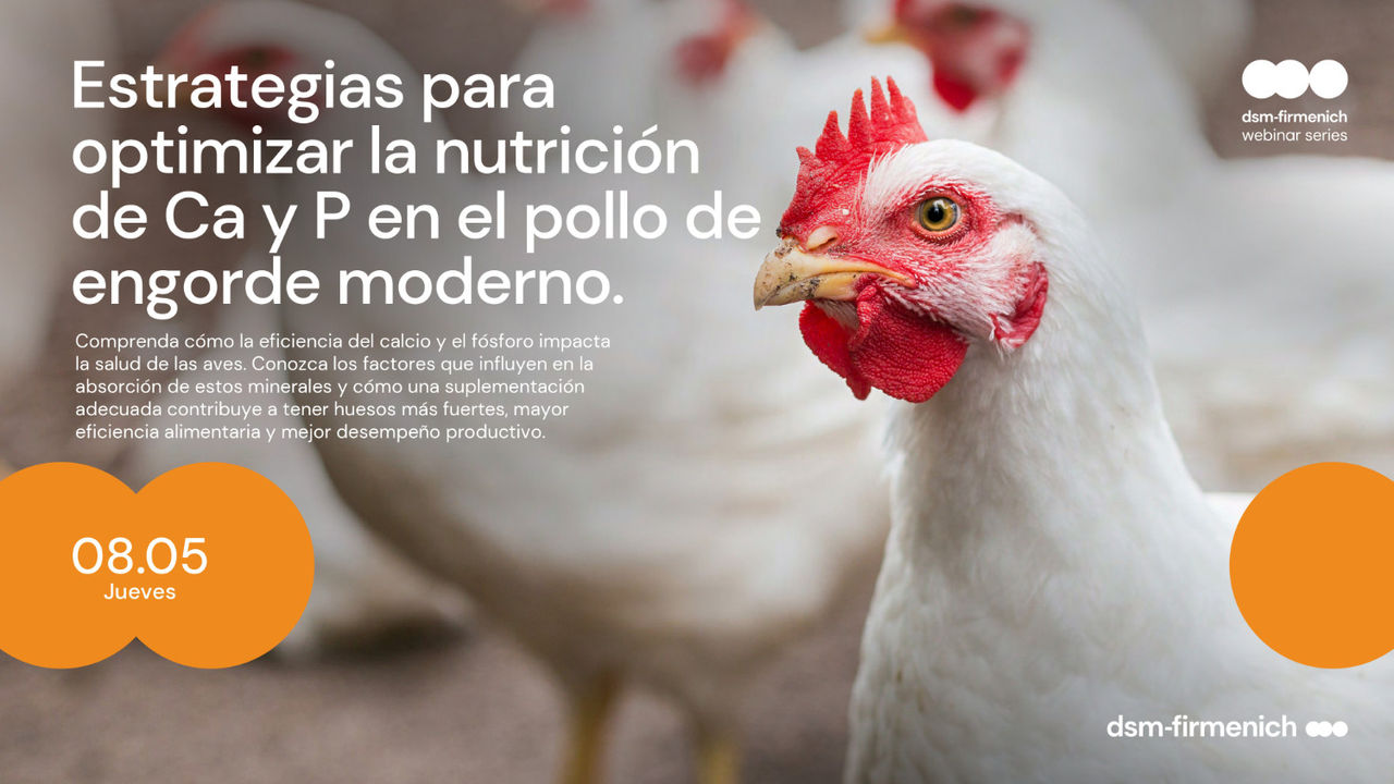 Webinar: Estrategias para optimizar la nutrición de Ca y P en el pollo de engorde moderno