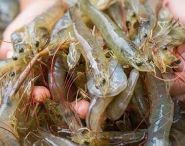 Robustez del camarón