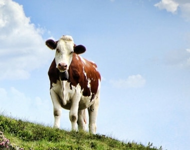 Amilasa: Una innovación radical para la nutrición de vacas lecheras