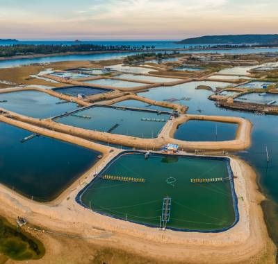 Biorremediação na Prática: A importância de selecionar as bactérias certas para o cultivo de peixes e camarão